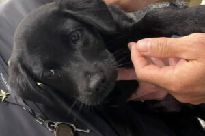 Polícia Civil prende homem que abandonou cão em Floripa