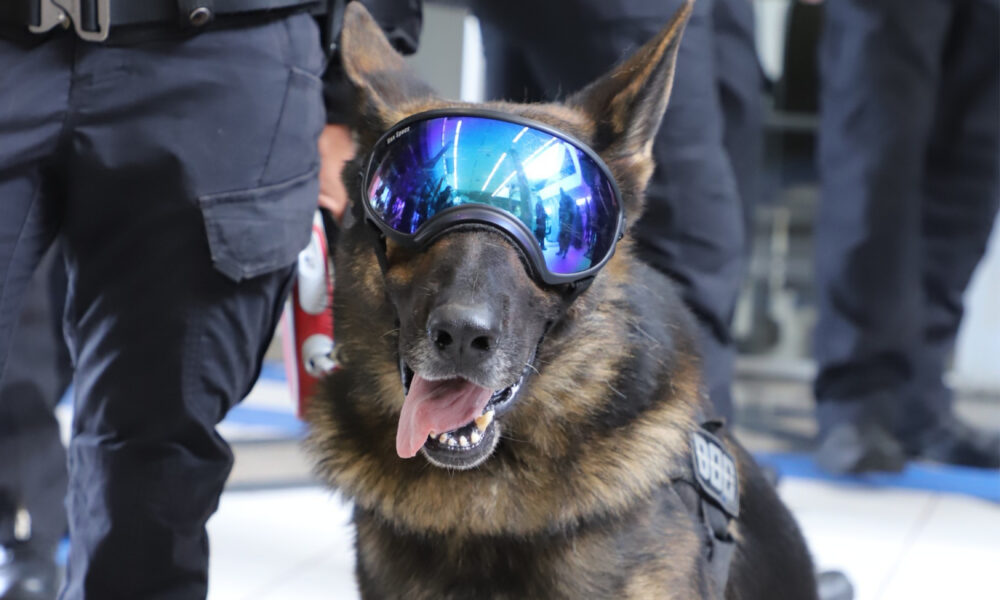 Polícia Penal de SC homenageia cão Yankee