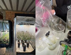Terapeuta canábico é preso com laboratório clandestino