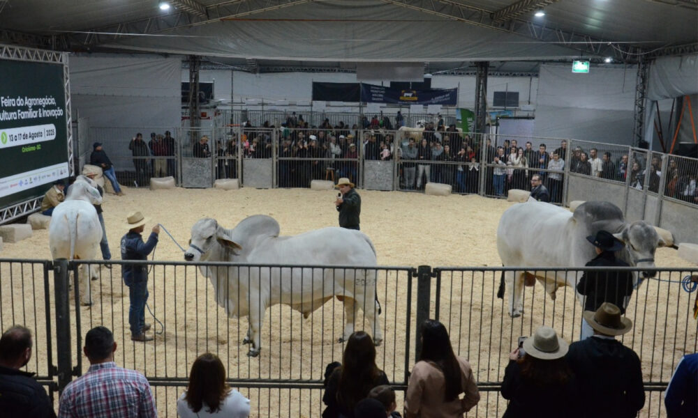 Qualidade do gado catarinense impressiona na AgroPonte