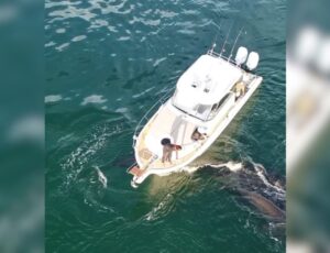 Barco que perseguiu baleias é apreendido em Floripa