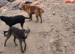 Cerca de 70 cães são salvos de maus tratos em Biguaçu