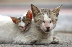Itajaí investiga suspeita de envenenamento de gatos