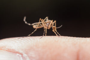 Dengue: Tubarão registra 771 focos do mosquito
