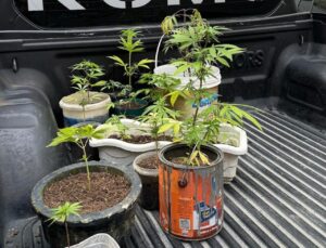 Mãe é presa por plantação de maconha do filho