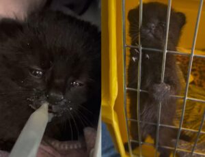 Filhote de gato-do-mato-preto é resgatado em SC