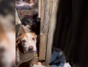 Imagens revelam gravidade de maus-tratos a cães em SC