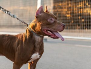 STF vai julgar proibição de criação de pitbulls em SC