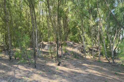Casuarina é alvo de ações de controle em Balneário Arroio do Silva