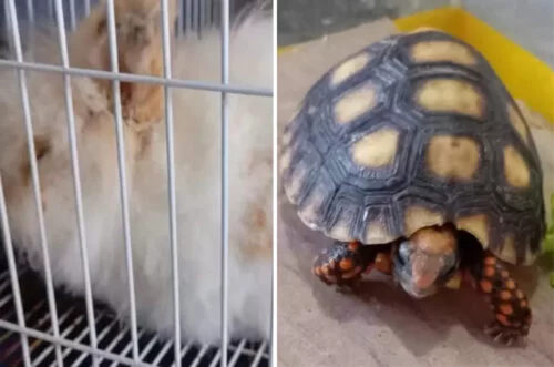 Crueldade: animais são deixados para morrer em casa abandonada em Joinville