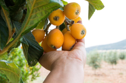 Nêspera ganha destaque como aliada natural da saúde do fígado