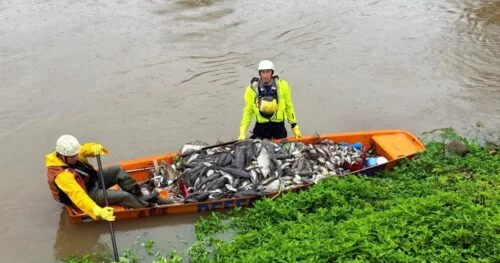 Empresas são multadas em R$ 700 mil por morte de peixes em Jaraguá do Sul
