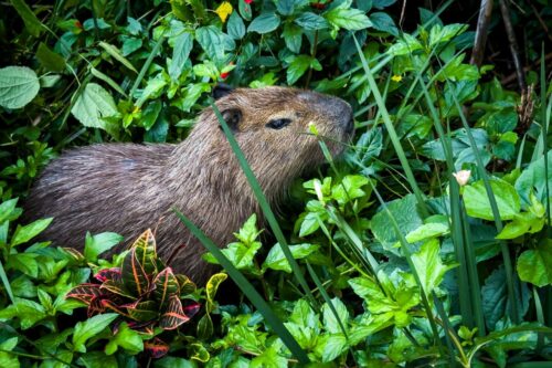 Floram celebra Dia Internacional da Capivara em Florianópolis