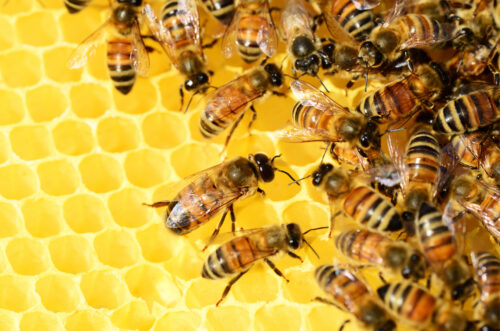 Humanos e abelhas compartilham genes que regulam comportamento social