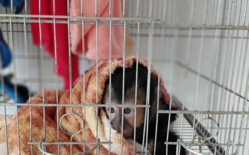 Ibama encontra 174 animais em situação de maus-tratos em Xanxerê