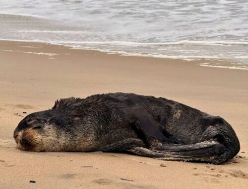Lobo-marinho é resgatado na praia da Armação, em Penha