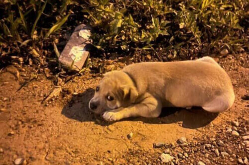 Polícia Civil investiga suspeito de maus-tratos contra animais em Joinville