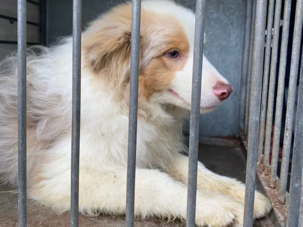Polícia resgata 24 cães em operação contra maus-tratos em Florianópolis
