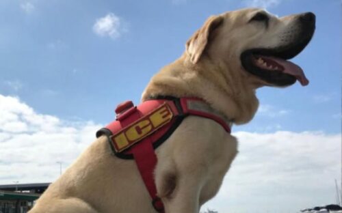 Primeiro cão guarda-vidas do Brasil, ganha monumento em Itajaí