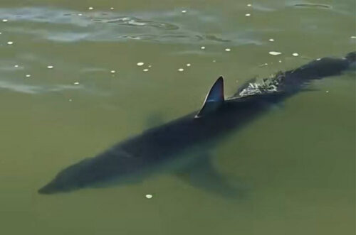 Tubarão é visto perto da faixa de areia na Praia da Vila, em Imbituba
