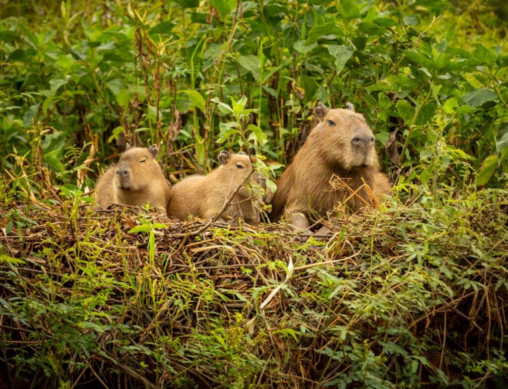 Estudo da UFSC aponta capivara como risco à aviação