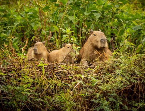 Estudo da UFSC aponta capivara como risco à aviação