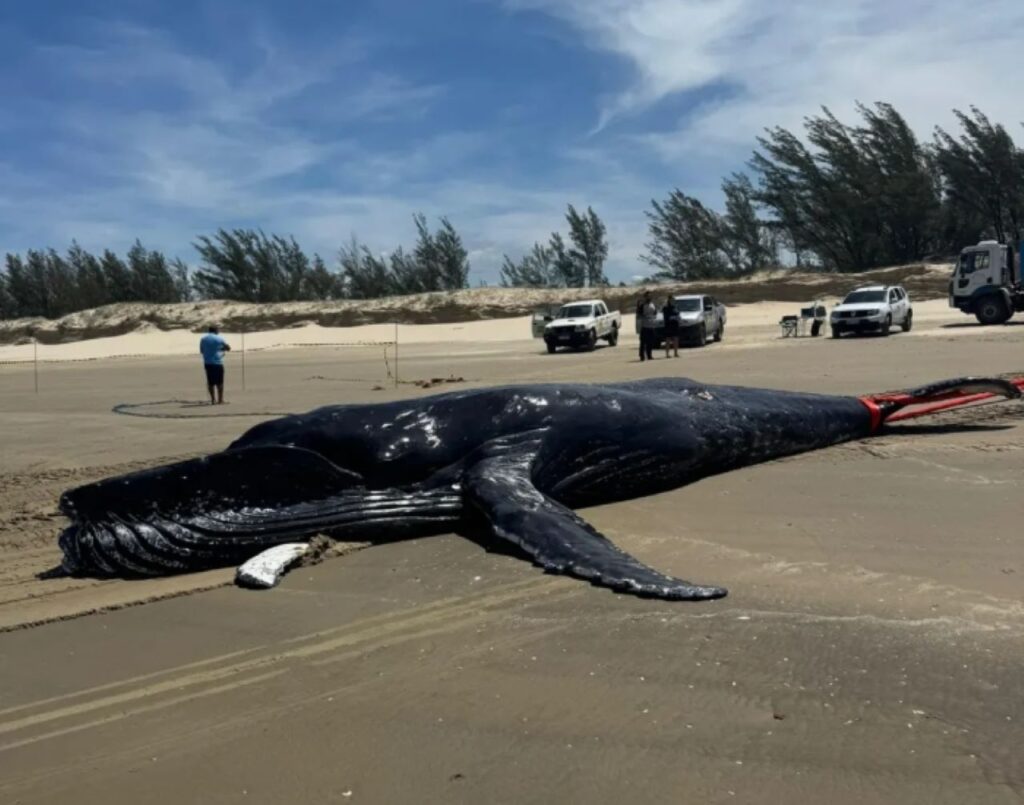 Baleia-jubarte de 8,5 metros é encontrada morta em praia de Jaguaruna