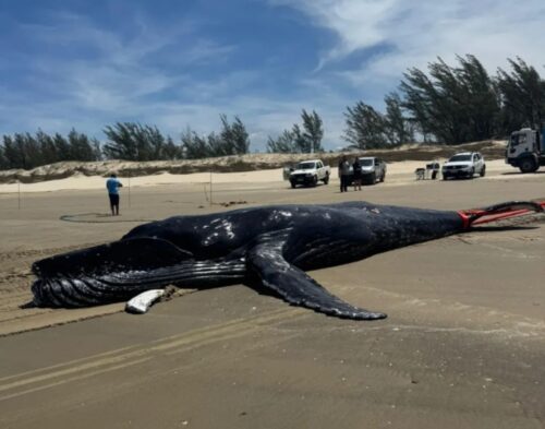 Baleia-jubarte de 8,5 metros é encontrada morta em praia de Jaguaruna