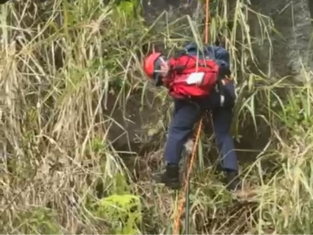 Bombeiros de SC resgatam cachorro preso em encosta de 30 metros em Florianópolis