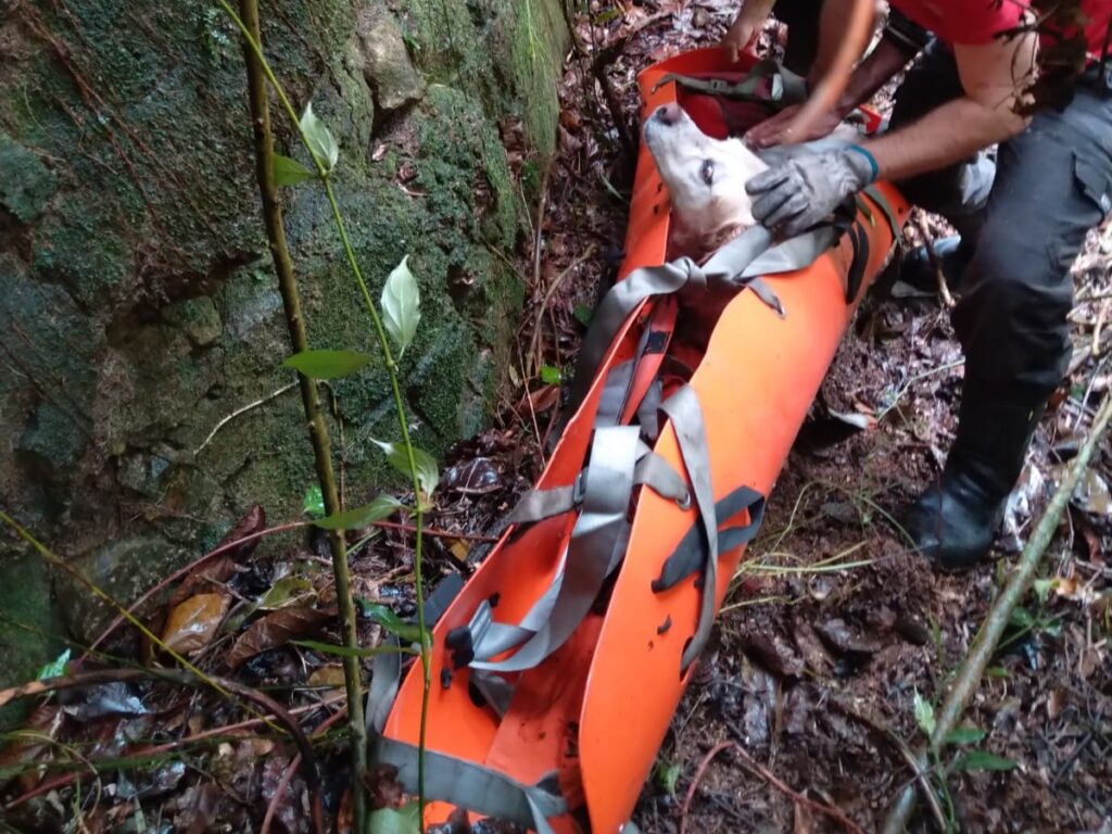 Bombeiros resgatam labrador de 17 anos preso em ribanceira em Siderópolis