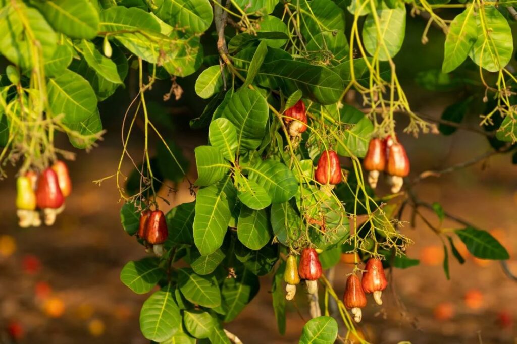 Caju: superfruta brasileira que fortalece o corpo e a mente