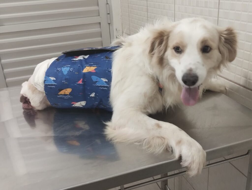 Cão Farofa sobrevive a atropelamento em Tubarão e mobiliza campanha por nova chance de vida