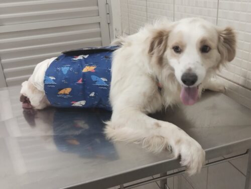 Cão Farofa sobrevive a atropelamento em Tubarão e mobiliza campanha por nova chance de vida