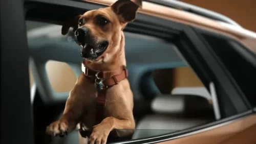 Chevrolet lança Tracker Caramelo com cor criada por “inteligência de multidão canina”