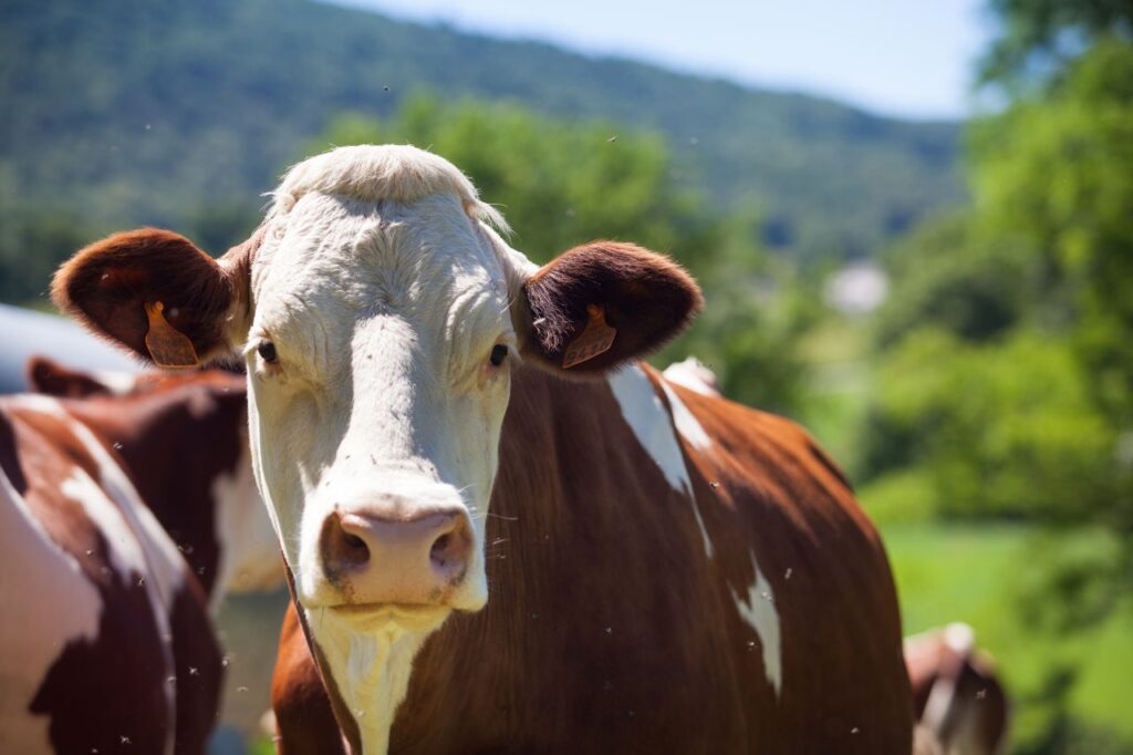 Família de São Ludgero tem quatro vacas furtadas; prejuízo é de R$ 25 mil