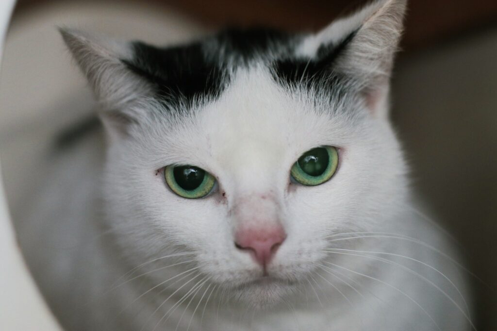 Florianópolis realiza mutirões gratuitos de castração de gatos em três bairros