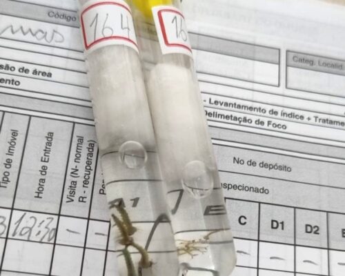 Gravatal confirma 17º foco do mosquito Aedes aegypti em 2025