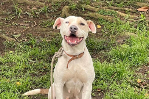 Homem é condenado em Itajaí por maus-tratos a cadela pit bull