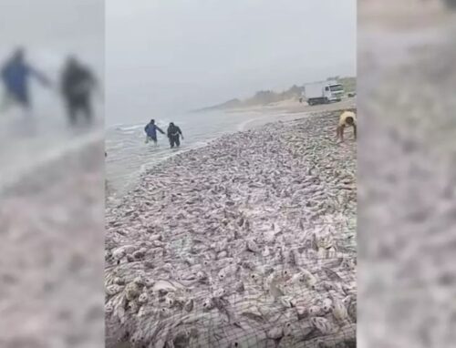 Pescadores capturam mais de 20 toneladas de corvina em Laguna