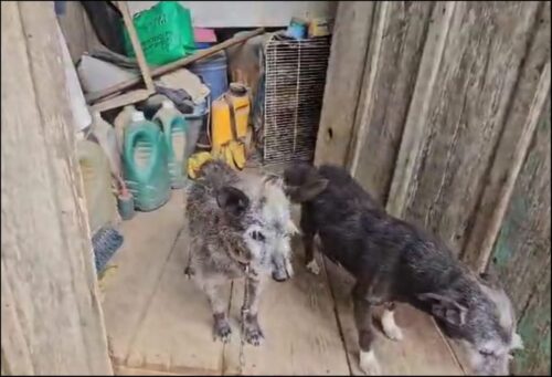 Polícia apura caso de maus-tratos a mais de 40 animais em Pescaria Brava
