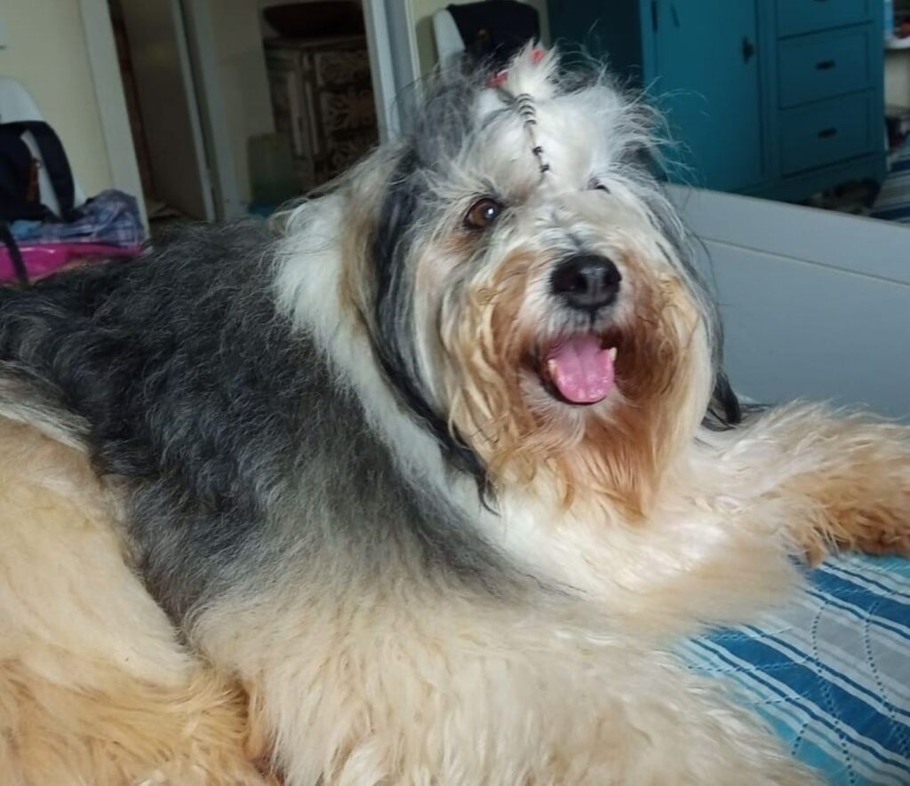 Quantos anos tem seu pet em idade humana Novo estudo explica como calcular - Foto: Joca Baggio