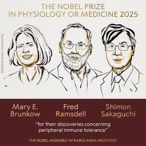 Três cientistas vencem Nobel de Medicina de 2025 por descobertas sobre o sistema imunológico