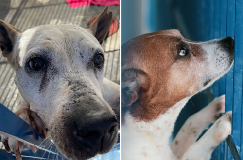 Veteranos da Dibea: cães esperam anos por uma família