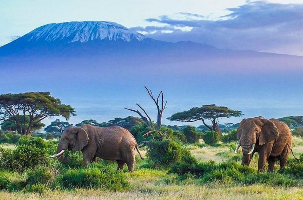 10 motivos para conhecer o Masai Mara o safári dos sonhos no coração da África. - Foto: Divulgação