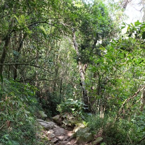 Corpo de mulher é encontrado sem vida e com sinais de abuso sexual em trilha de Florianópolis