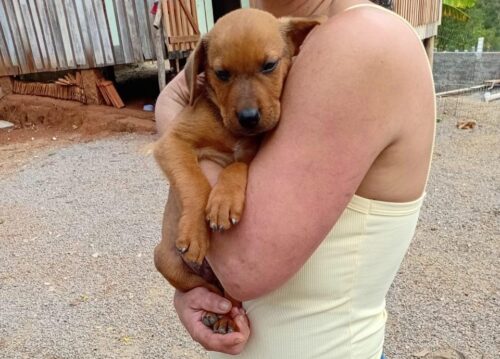 Filhotes abandonados são resgatados em Gravatal