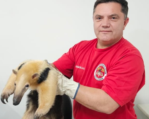 Bombeiros resgatam tamanduá-mirim dentro de residência em Blumenau