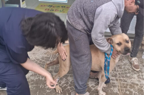 Campanha imuniza 40 animais de rua em Gravatal e reforça cuidados com a saúde pública