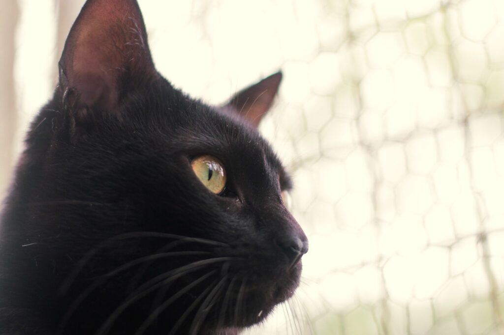 Dibea promove “Halloween da Adoção” neste sábado em Florianópolis