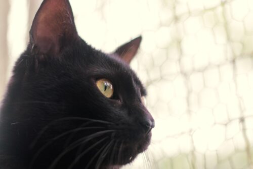 Dibea promove “Halloween da Adoção” neste sábado em Florianópolis